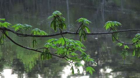 ISA Certified Arborist Oliver K. Reichl, Consultant ISA Certified Arborist Oliver K. Reichl, Consultant